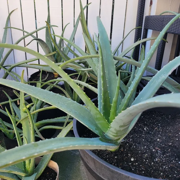 Aloe Vera Starter Plant Outdoor Indoor Home Grown Nature's Miracle Healing Gel - Picture 13 of 13